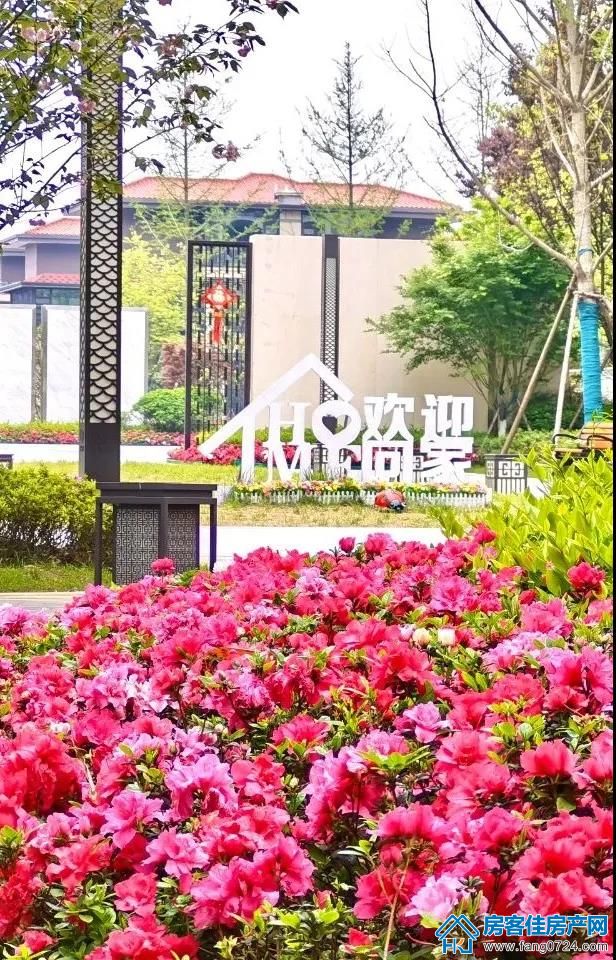 凤凰香醍 凤凰香醍