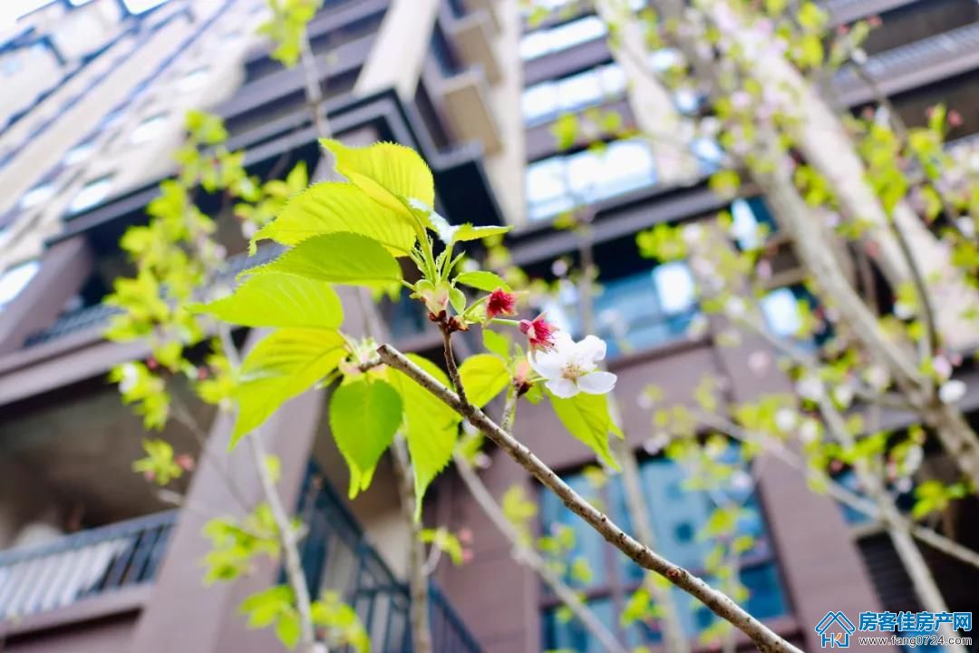 凤凰香醍 凤凰香醍