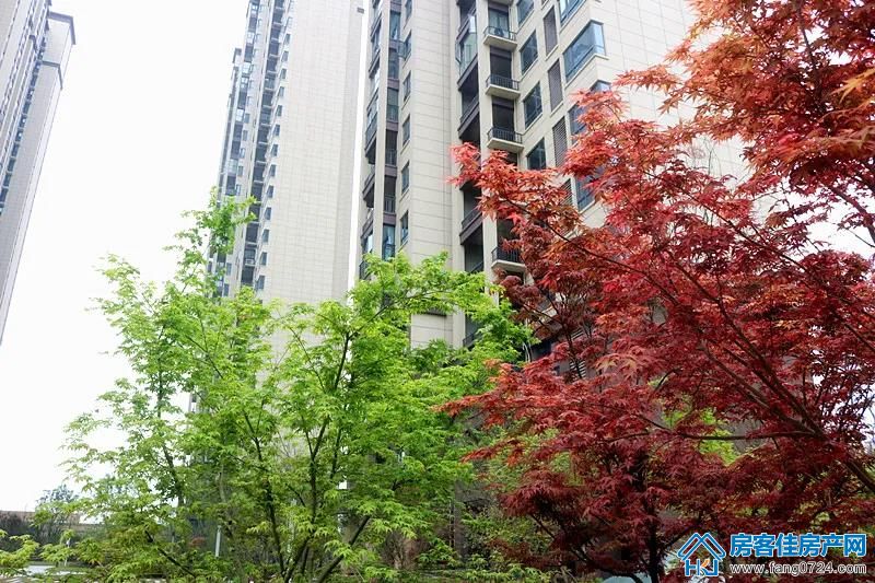 凤凰香醍 凤凰香醍